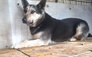 Dita sucht einfühlsame Menschen Bild 7