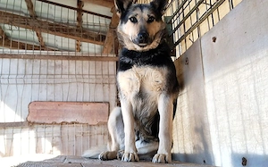 Dita sucht einfühlsame Menschen Bild 5