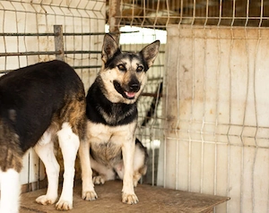 Dita sucht einfühlsame Menschen Bild 10
