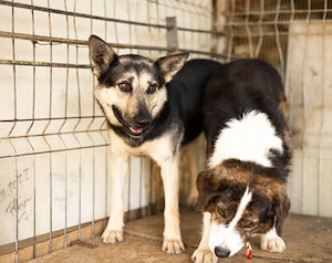 Dita sucht einfühlsame Menschen Bild 8