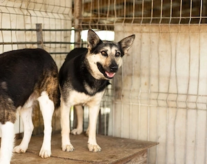 Dita sucht einfühlsame Menschen Bild 9