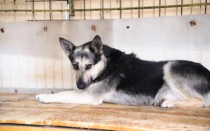 Dita sucht einfühlsame Menschen Bild 2