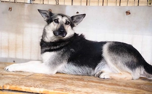 Dita sucht einfühlsame Menschen Bild 3