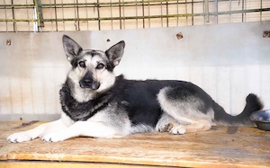 Dita sucht einfühlsame Menschen Bild 4