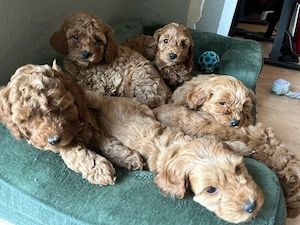 Ein Cockapoo-Weibchen übrig, Mitte April abgabebereit