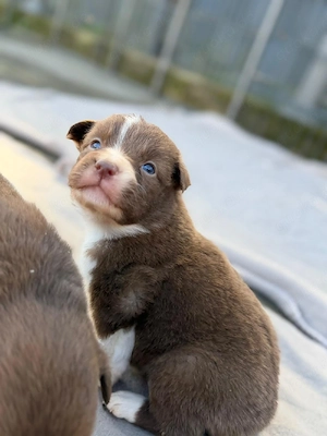 Australien Shepherd Welpen 