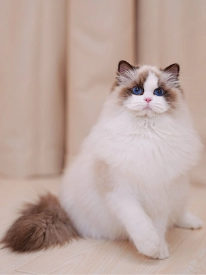 Ragdoll-Kätzchen zu verkaufen und ein neues Zuhause zu suchen
