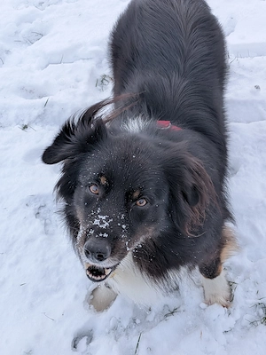 Verkaufe meinen wunderschönen reinrassigen Australien Sheperd 