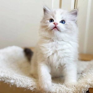 Ragdoll-Kätzchen zu verkaufen und ein neues Zuhause zu suchen