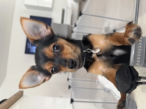 Mini Chihuahua-Yorkshire Rüde