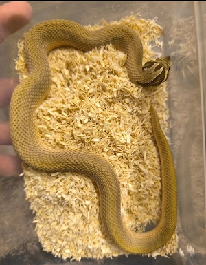 Hakennasennatter Heterodon Nasicus "Superconda"