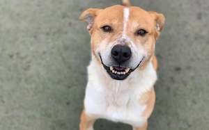 Campino für die Schweiz und Österreich