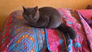   Exklusiver Traumkater  George Clooney    für Menschen mit Anspruch & Herz