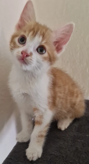 Zwei süße katzen Abzugeben