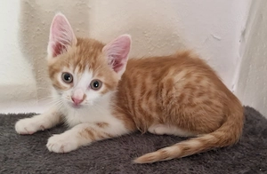 Zwei süße kleine katzen bald zur Abgabe 