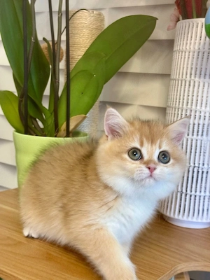 Reinrassige BKH Kitten mit Stammbaum    Abholbereit  Bild 3