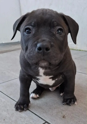 Hallo, ich verkaufe meine wunderschönen Beldomane-Welpen aus unvorhergesehenen Reisegründen, einschl