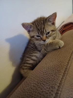 kittenbaby  Bild 2