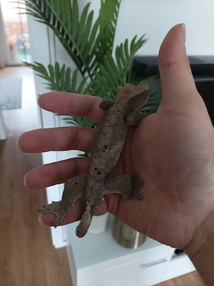 Kronengecko (Correlophus ciliatus)