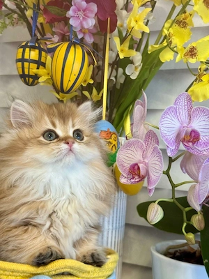 Reinrassige BKH Kitten mit Stammbaum 