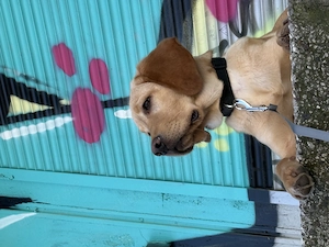 Labrador 7 Monate  Bild 3