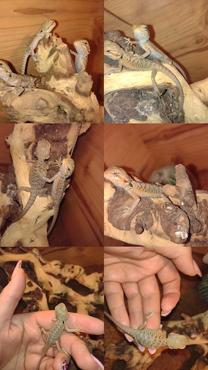 Süße Farb-Bartagamen Babys Pogona vitticeps liebevoll aufgezogen verschiedene Farben & Zeichnungen