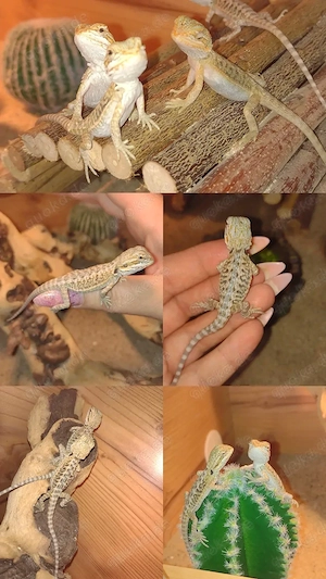 Süße Farb-Bartagamen Babys Pogona vitticeps liebevoll aufgezogen verschiedene Farben & Zeichnungen
