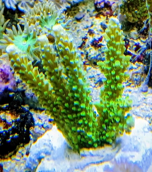 Meerwasser- Korallenableger mit Versand- Acropora tumida ( Enzmann) Bild 4