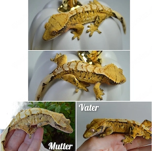 Kronengeckos zur Abgabe 