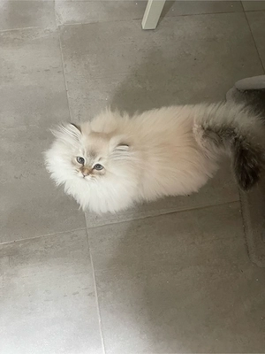 Süßer Kater Flavi sucht ein liebevolles Zuhause Bild 7