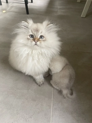 Süßer Kater Flavi sucht ein liebevolles Zuhause Bild 8