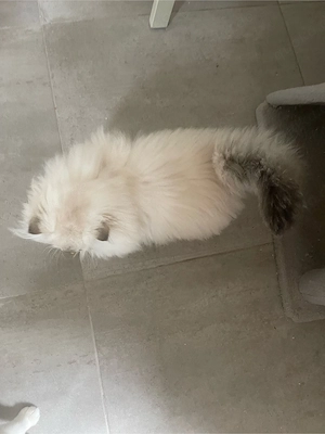Süßer Kater Flavi sucht ein liebevolles Zuhause Bild 5