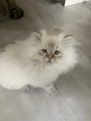 Süßer Kater Flavi sucht ein liebevolles Zuhause Bild 6