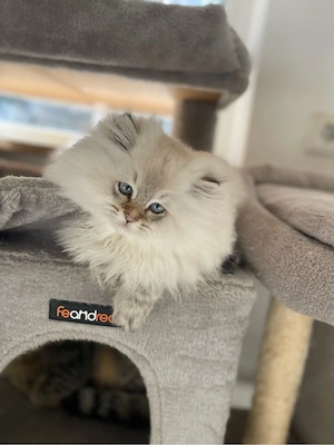 Süßer Kater Flavi sucht ein liebevolles Zuhause