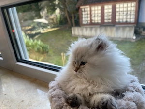 Süßer Kater Flavi sucht ein liebevolles Zuhause Bild 4
