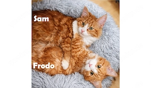 Frodo & Sam - zwei Brüder suchen gemeinsam ihr Zuhause 