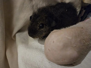 5 Werwölfchen Bruder suchen