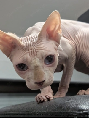 Sphynx Kater 1,5 Jahre - geimpft,gechipt,kastriert