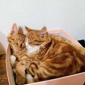 Sky & Nala - zwei selbstbewusste Schwestern suchen gemeinsam ihr Zuhause 