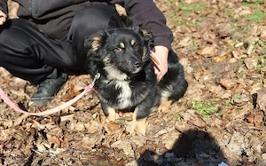 Freundlicher Familienhund Ameo sucht seine Menschen