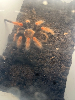 Brachypelma boehmei 