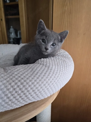 Russisch Blau Kitten m. Stammbaum M W Eltern 10 Tests  Bild 9