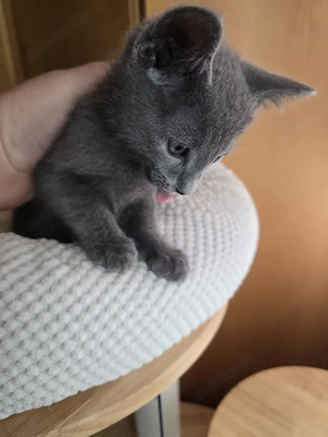 Russisch Blau Kitten m. Stammbaum M W Eltern 10 Tests  Bild 8