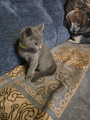 Russisch Blau Kitten m. Stammbaum M W Eltern 10 Tests  Bild 10