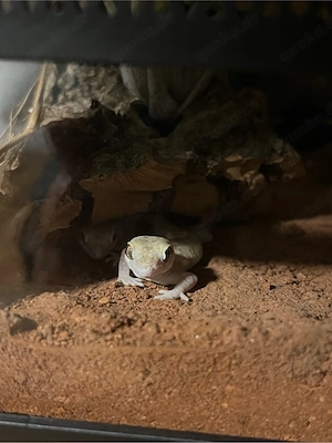 Zwerggeckos