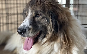 Captain Kirk sucht sein Schiff...