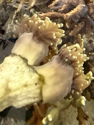 Verschiedene Euphyllia Glabrescens zu verkaufen von 10-50 Euro