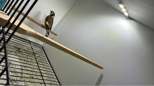 weibliche stiegltz zu verkaufen 