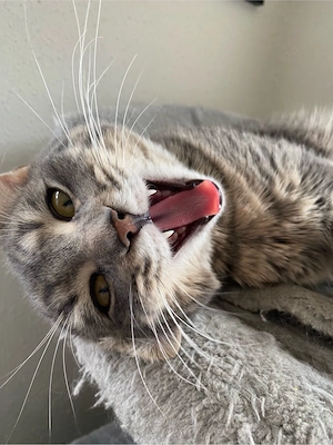 Maine coon Mix Kater sucht neues Zuhause 