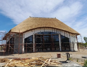 Natürliches schilf in HOHER QUALITÄT